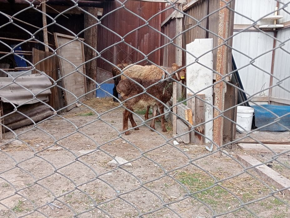 2қой қозысымен сатылады