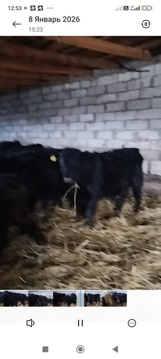 Продам тёлок Абердин Ангусы годовалые