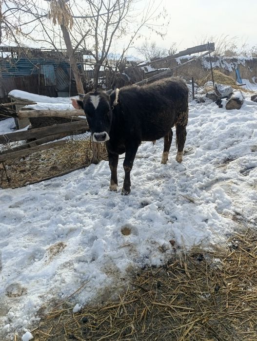 Продам хорошего быка