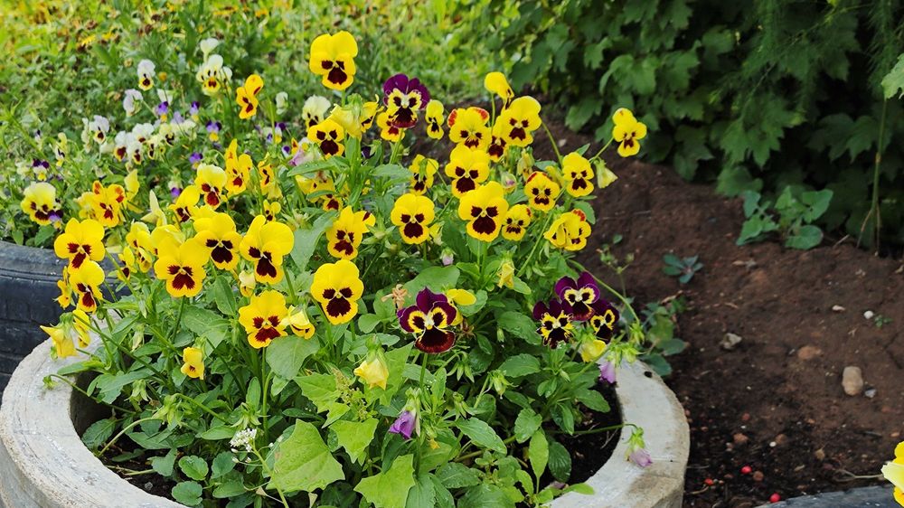 Продам дачу Каучук