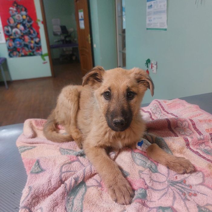 Щенок в добрые руки