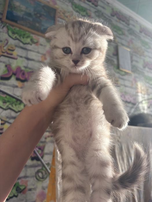 продаются котята Скоттиш фолд