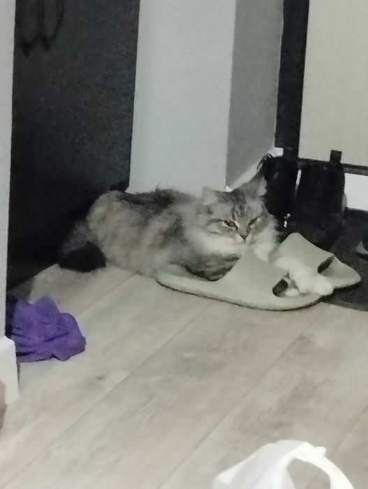 Отдадим кошку в добрые руки