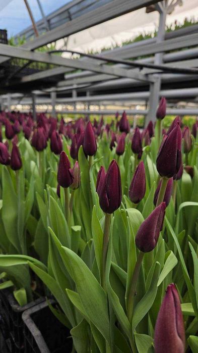 Тюльпаны оптом. Тюльпаны Алматы. Тюльпаны