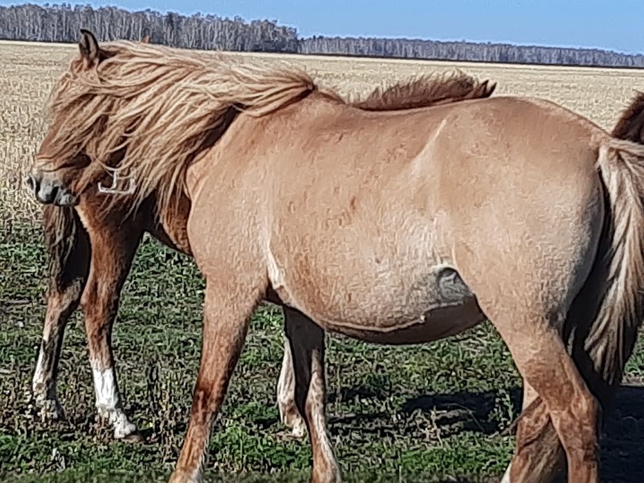Продам лошадей в табуне.