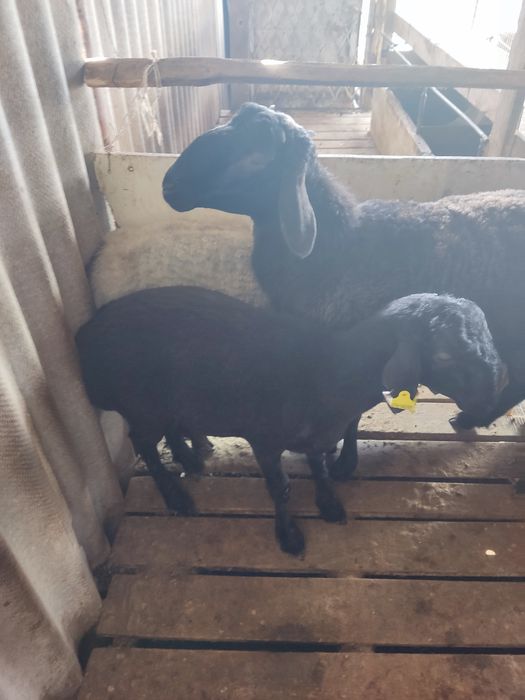 Семіз қойлар тоқтылар