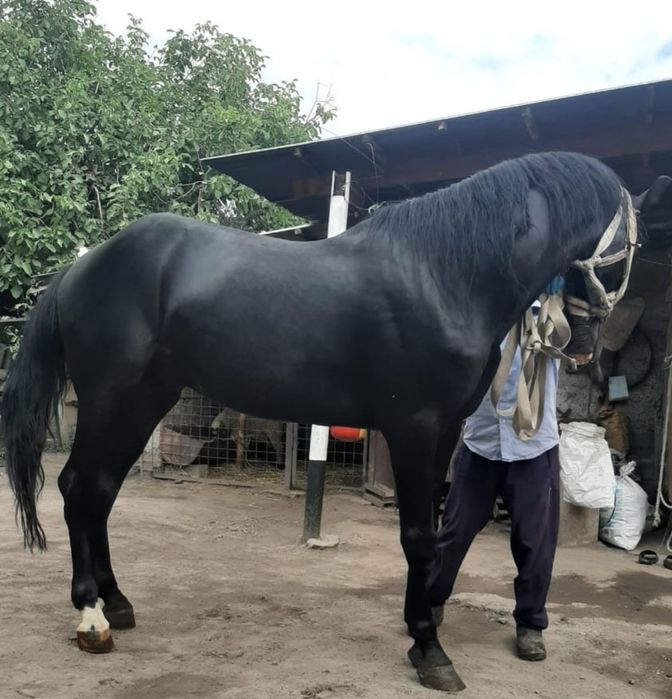 Продам жеребца .