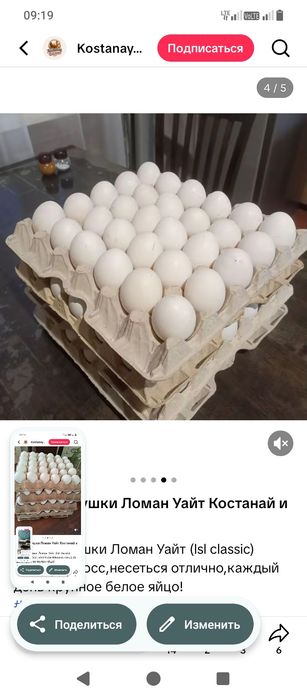 Продам куры несушка