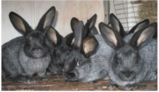 Чистопородные крольчата и крольчиха "Серебро".