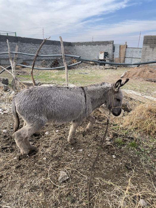 Сатылатын ұрғашы ешек