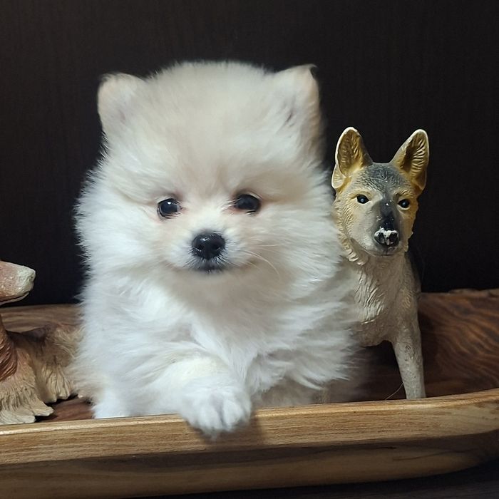 Очаровательные пушистики