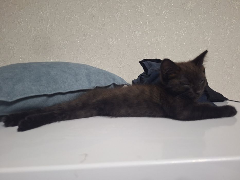 Котёнок девочка 1,5 месяца