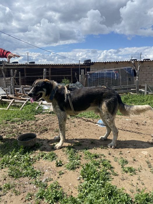 Алабай, қара түсті төбелеске