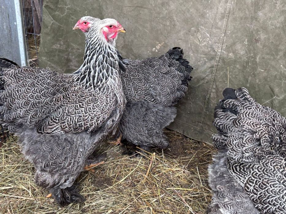 Brahma herminat Inchis