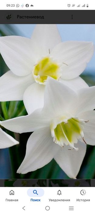 Комнатные растения