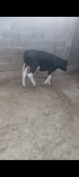 Бычок сатылады семіз