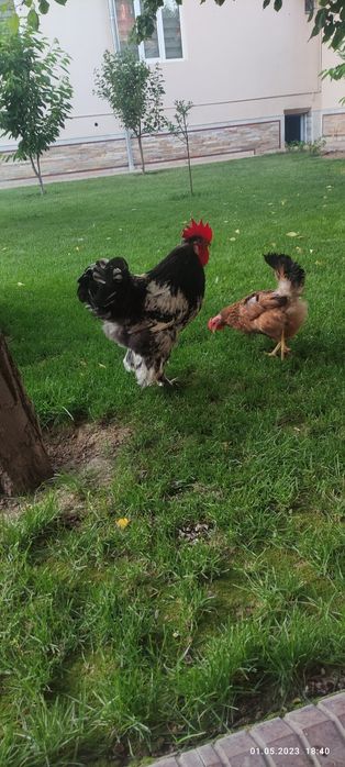 Brama xoroz sotiladi