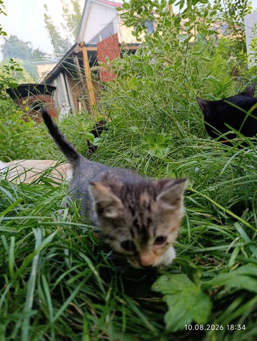 Котята ищут своих людей