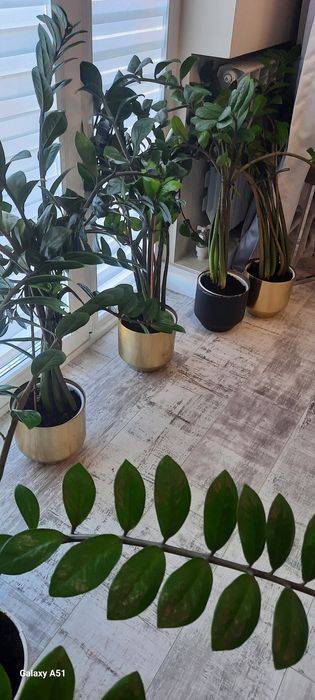 Продаются комнатные цветы