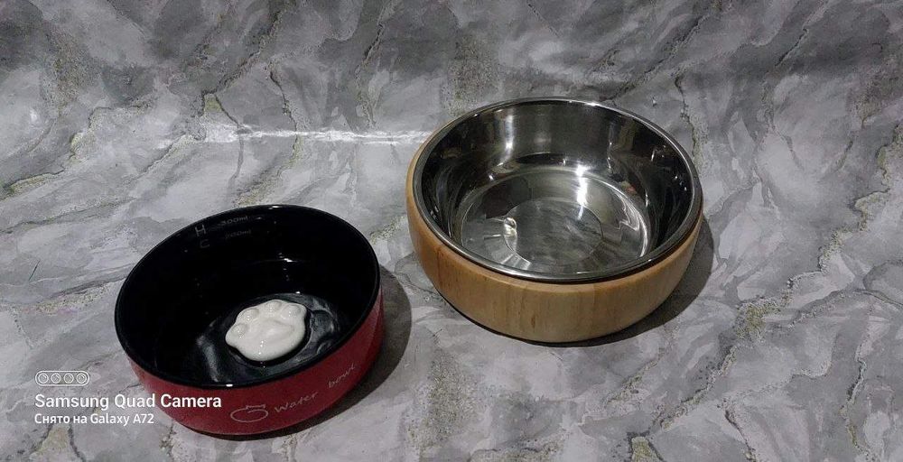 Britanskiy (okras zolotoy shinshilla) ny11