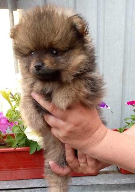 Продаются щенки шпица