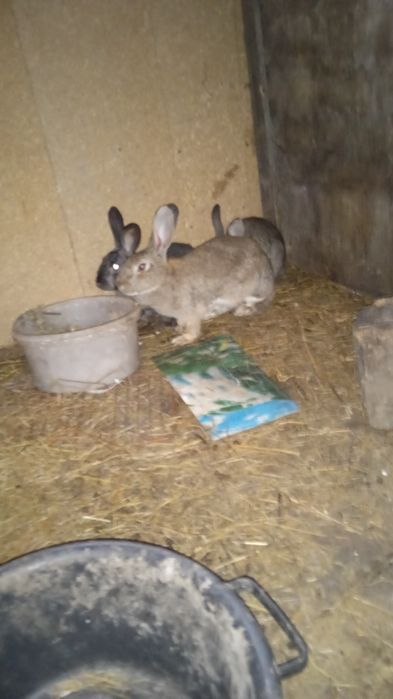 Продам породистую крылиха