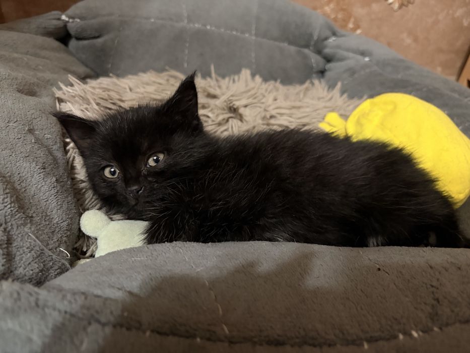 Отдам котенка в добрые руки