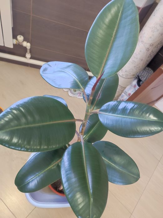 Комнатные дерева Фикус