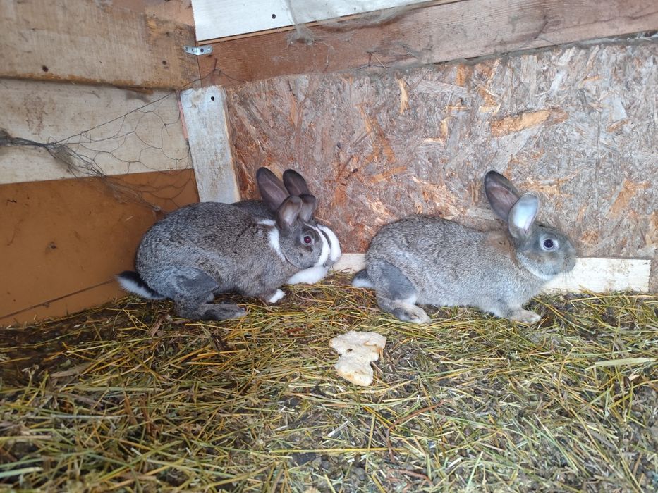 Iepurași de vânzare