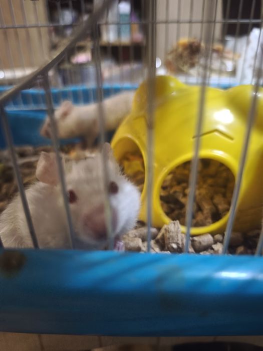 Серийские хомячки, белые