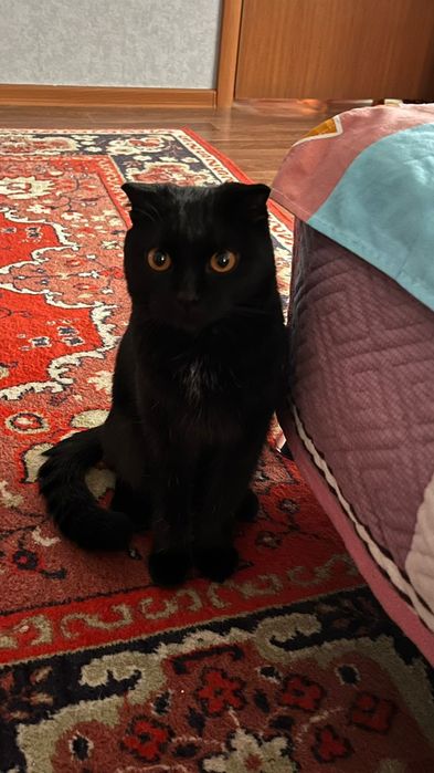 Шотландская вислоухая