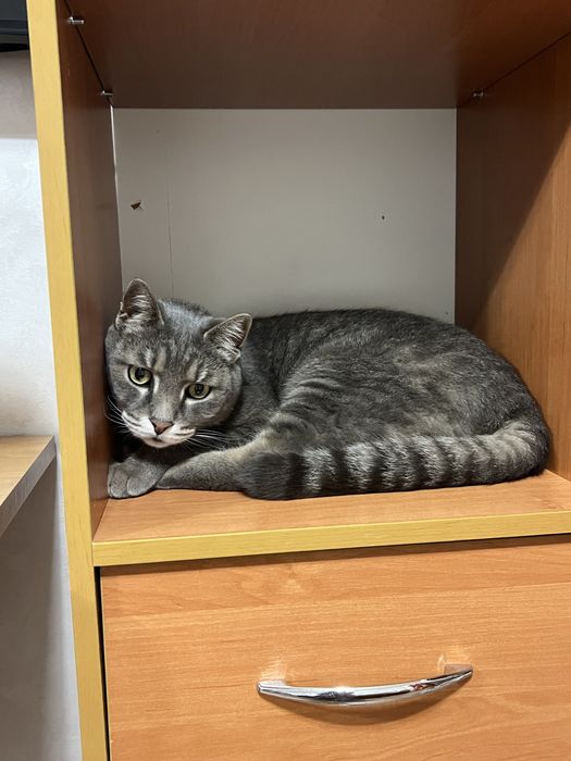 Пропал кот г. Каскелен