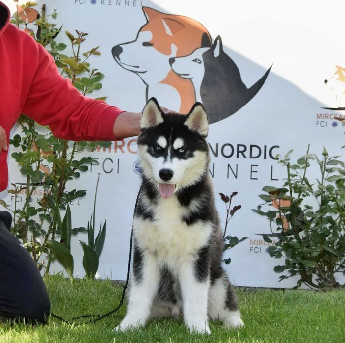 Pui Husky Siberian, părinți campioni.
