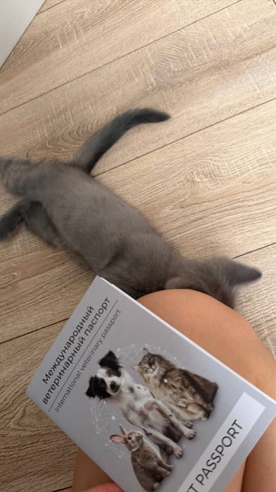 Британский короткошерстный котенок