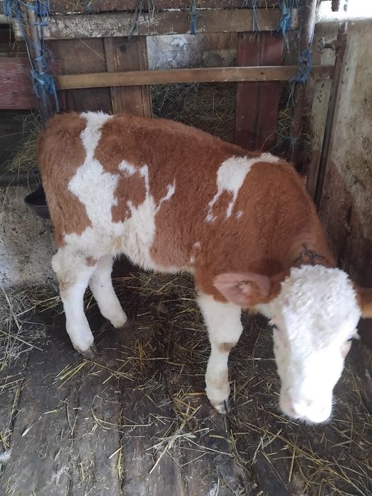 Vând un mascul și o femelă