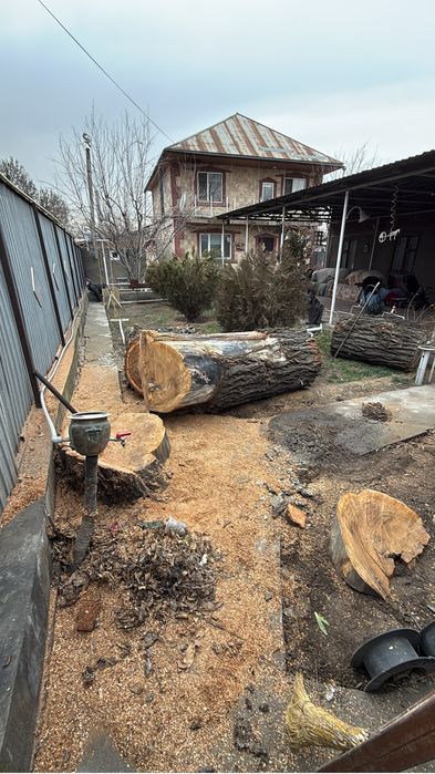 Продам карагаш 2 метра  диаметр 70 см