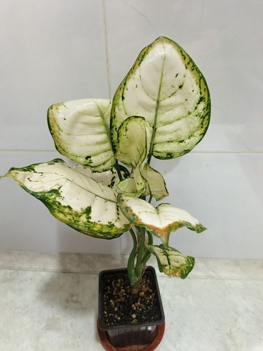 Продаются комнатные растения