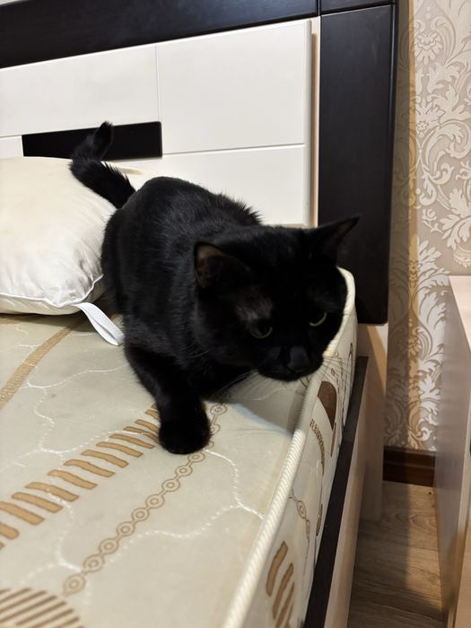 Бесплатно кот ( тегін )