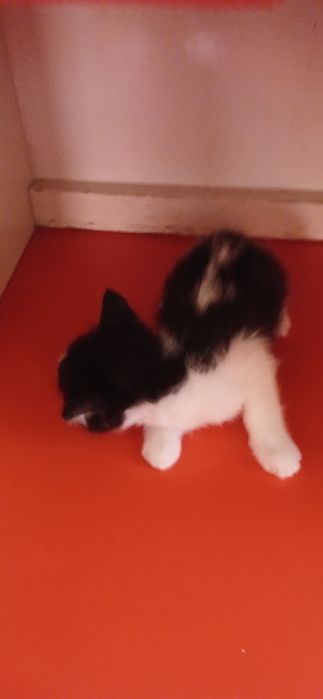 Котята добрые руки.