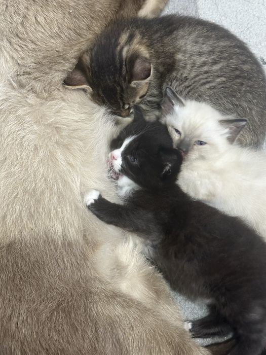 Отдам котят в добрые руки