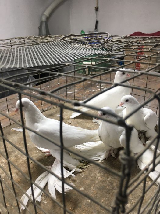 Продам белых лысых погонять