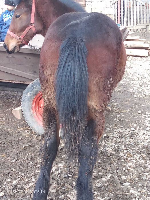 Vând mânză grea ardenez cu sânge rece ungurescc