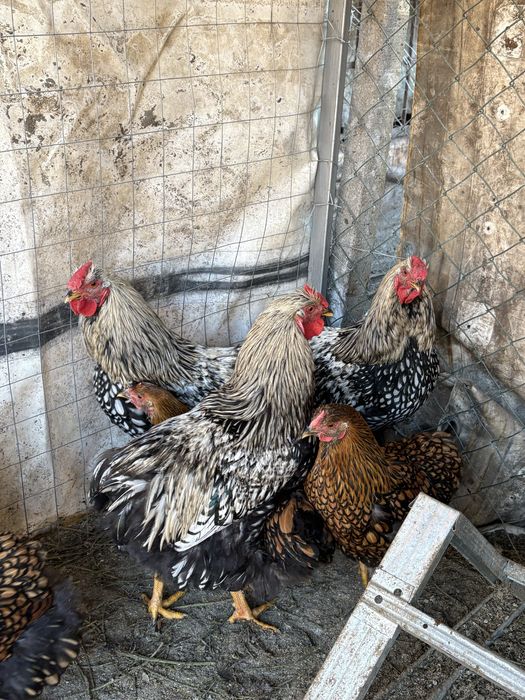 Петли виандот на 8 месеца