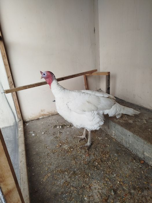 Kurka sotiladi kotta og'irligi 7,5 yarim kg