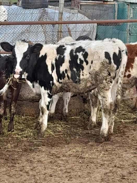 Продавам телета,мъжки и женски от 150до250кг