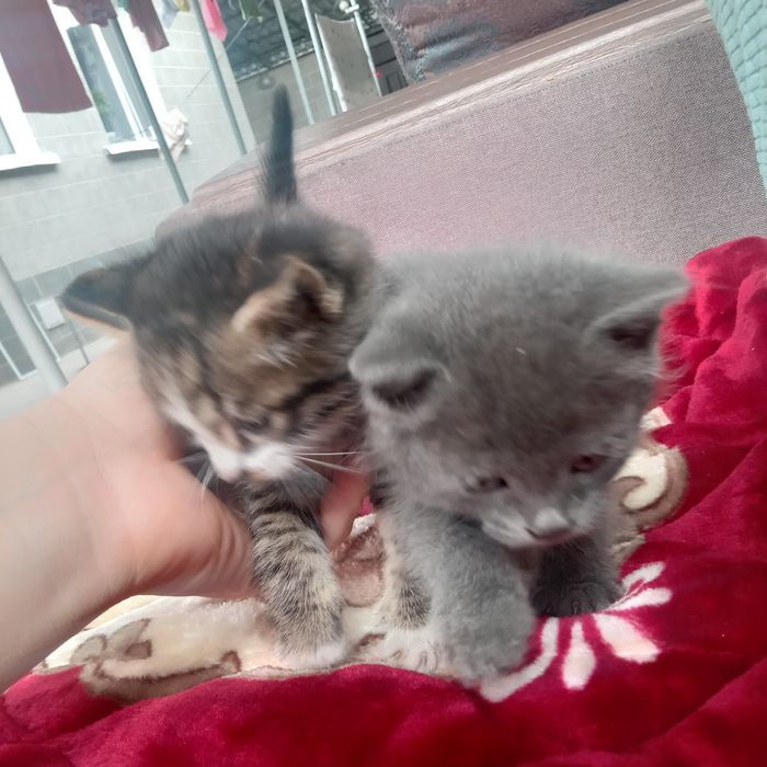 Котята бесплатно