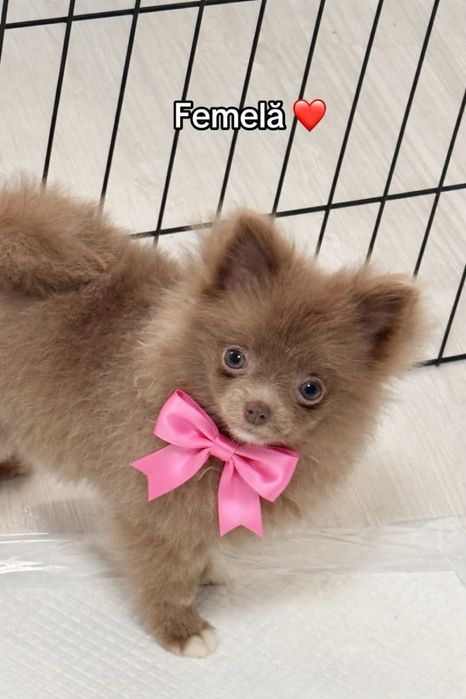 Pomeranian talie mica 1,1 kg