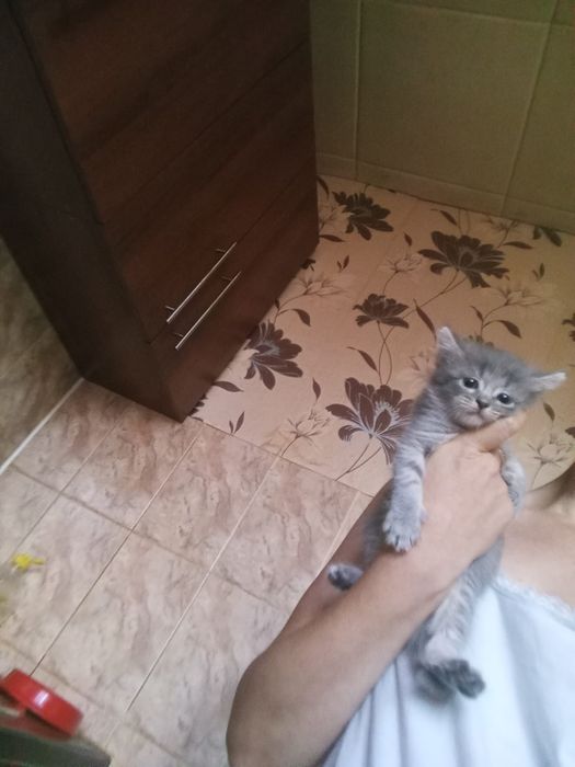 Бриташка 1 месяц 3 недели Приучены