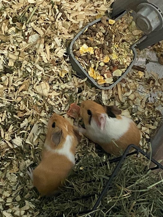 Морски свинчета - новородени