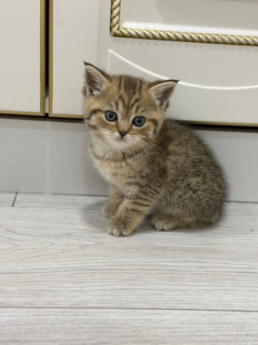 шотландская прямоухая кошка